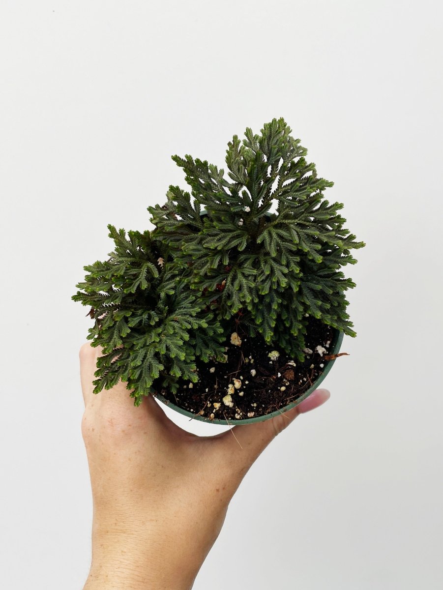Selaginella aureum 'Ruby Clubmoss' - Variant Plant Company