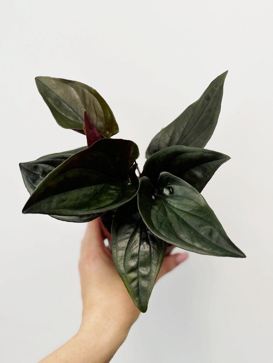 Syngonium erythrophyllum 'Red Arrow'