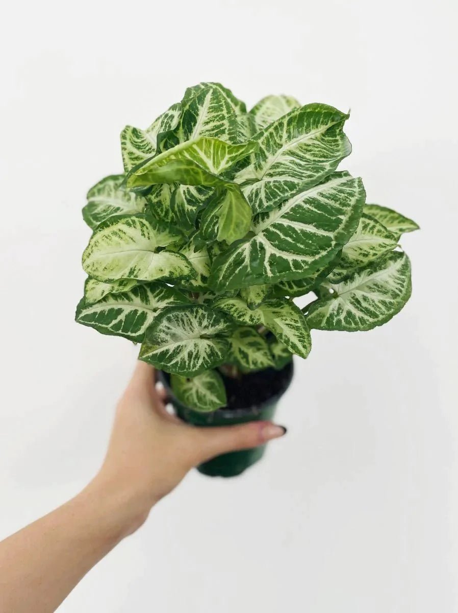 Syngonium 'Glo Go' - Variant Plant Company