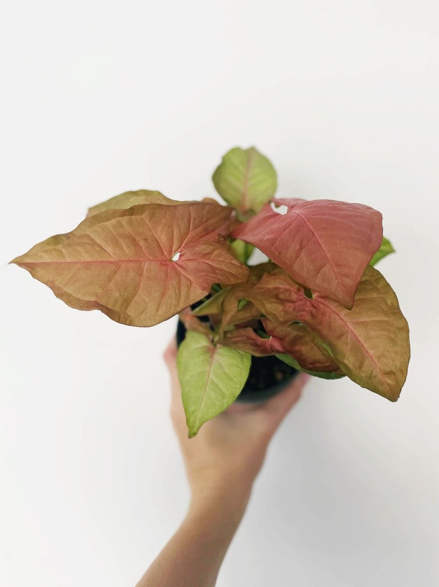 Syngonium 'Milk Confetti' reverted - Variant Plant Company