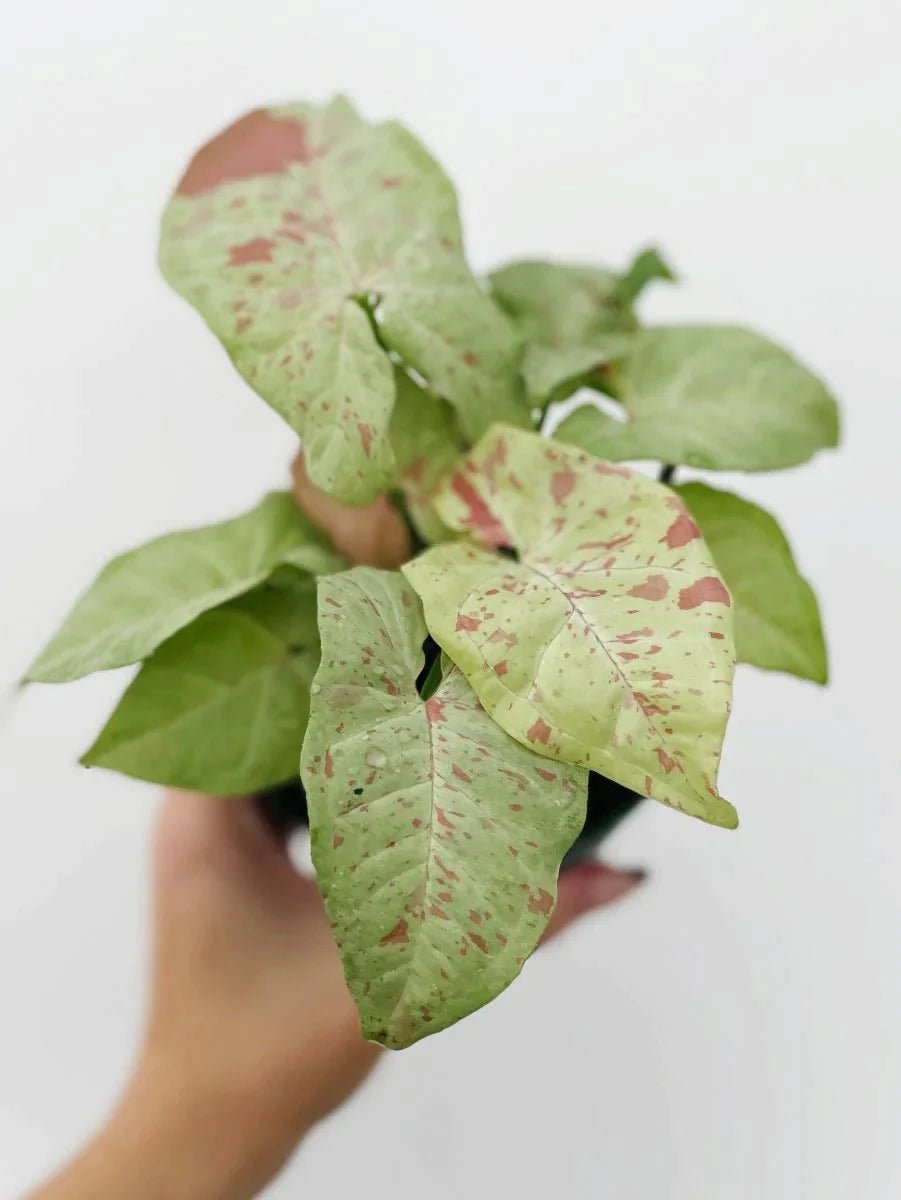 Syngonium 'Milk Confetti' - Variant Plant Company