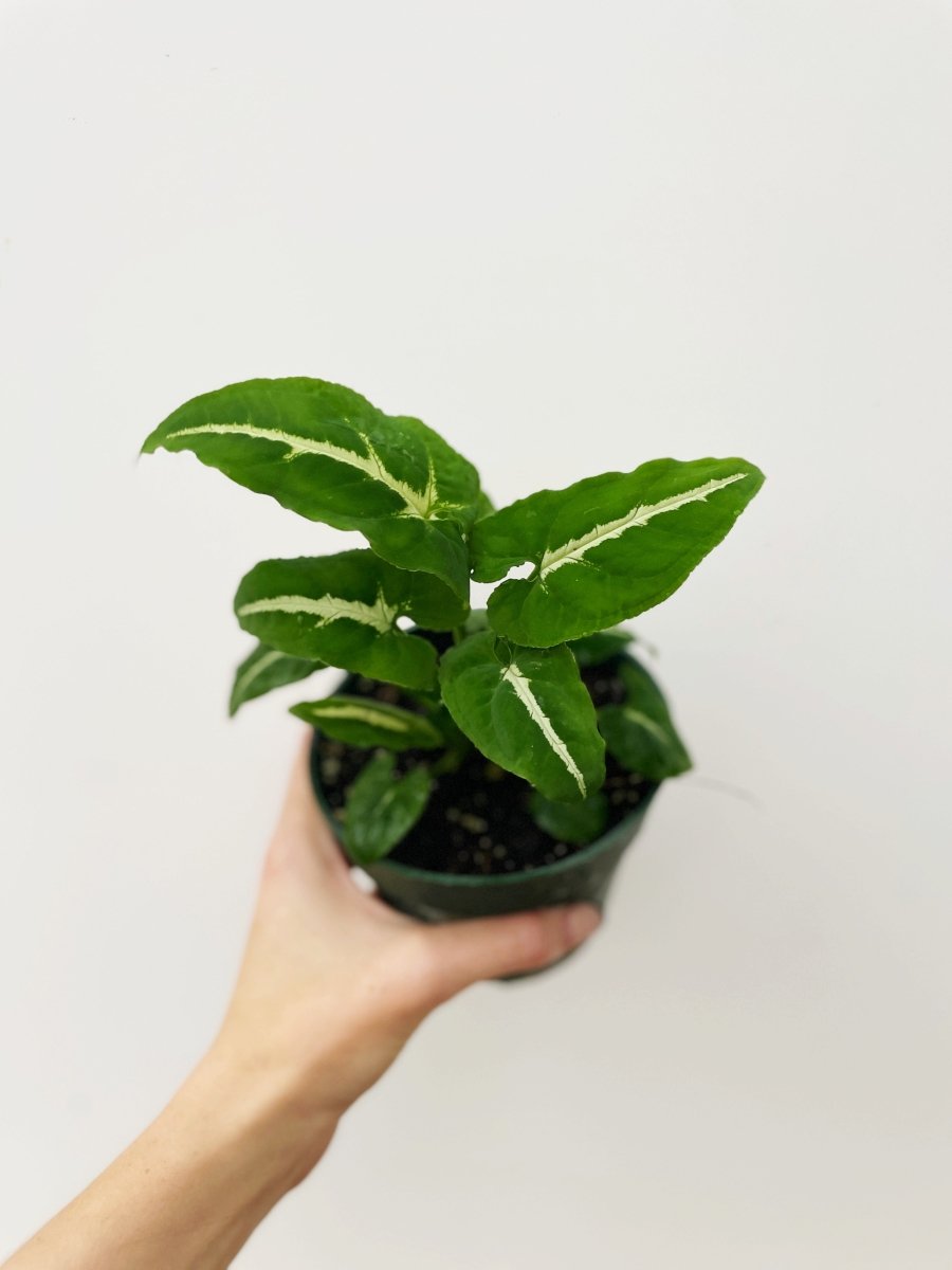 Syngonium wendlandii - Variant Plant Company