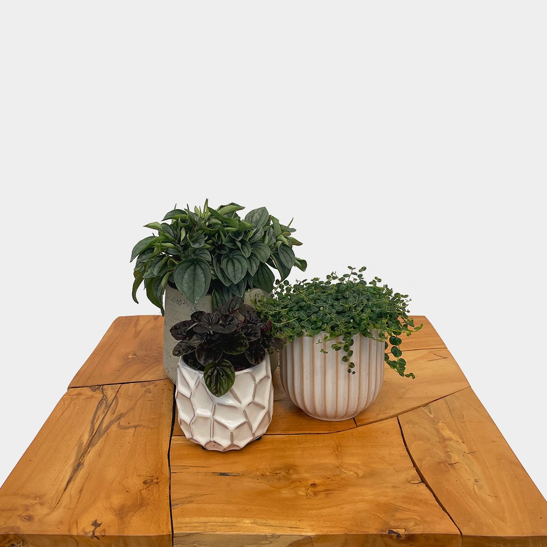 Peperomia - Variant Plant Company