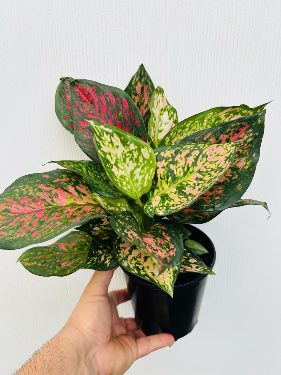 Aglaonema 'Wishes' - Variant Plant Company