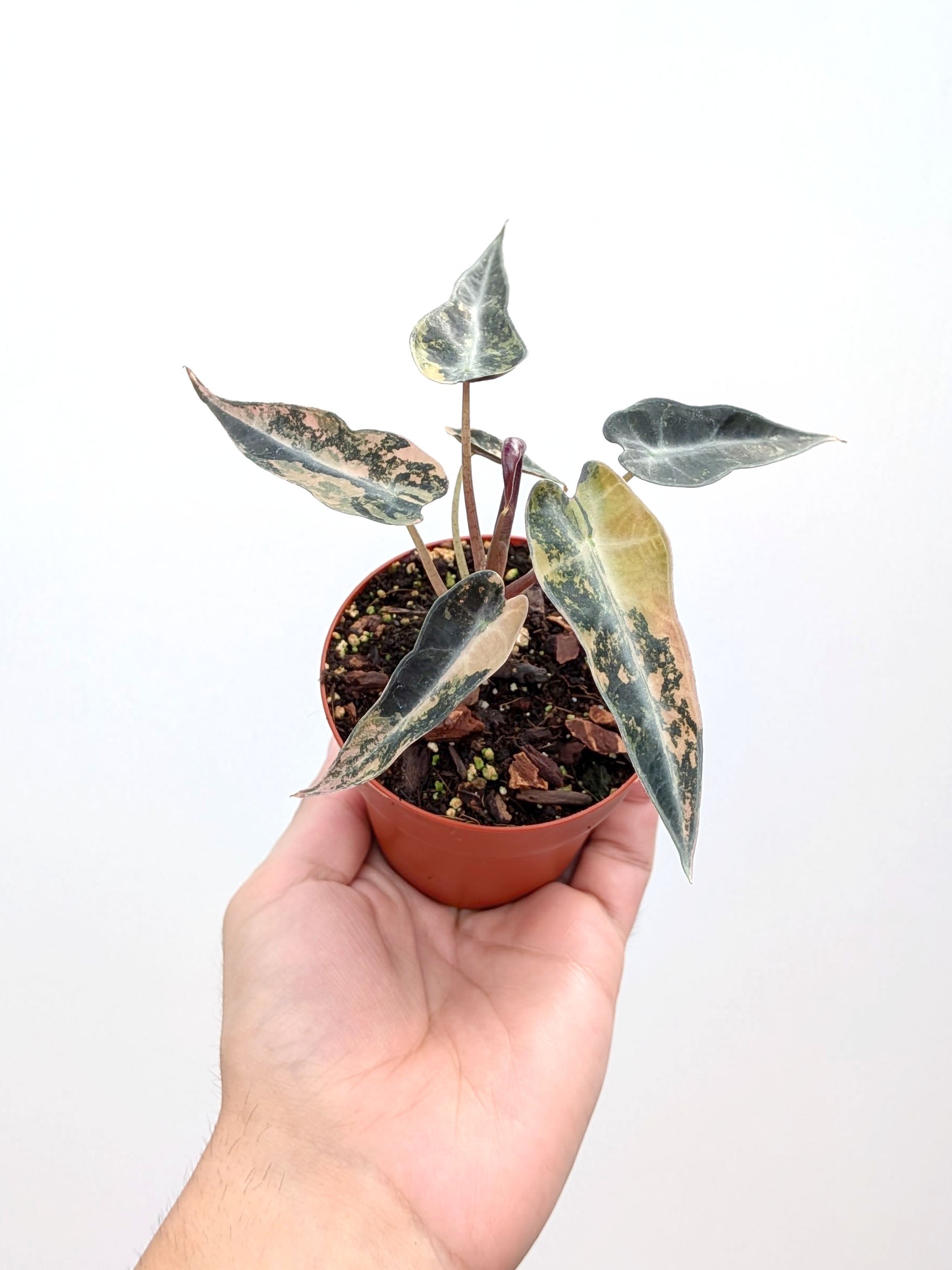 Alocasia amazonica 'Bambino Aurea' - Variant Plant Company