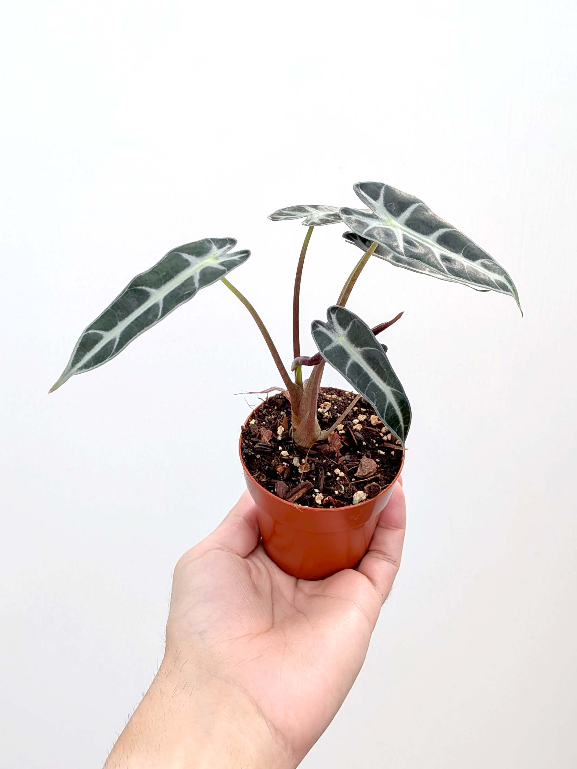 Alocasia amazonica 'Bambino' - Variant Plant Company