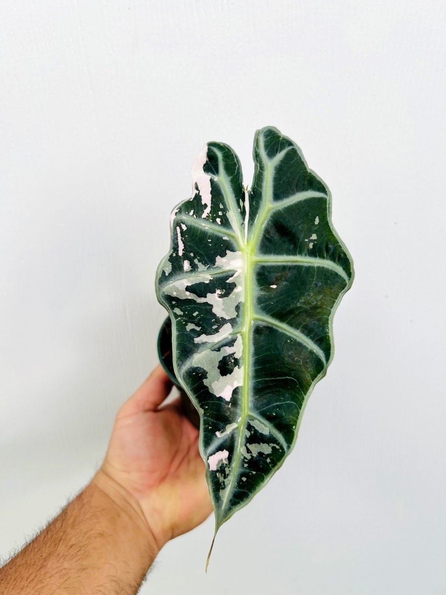 Alocasia amazonica 'Polly Pink' - Variant Plant Company