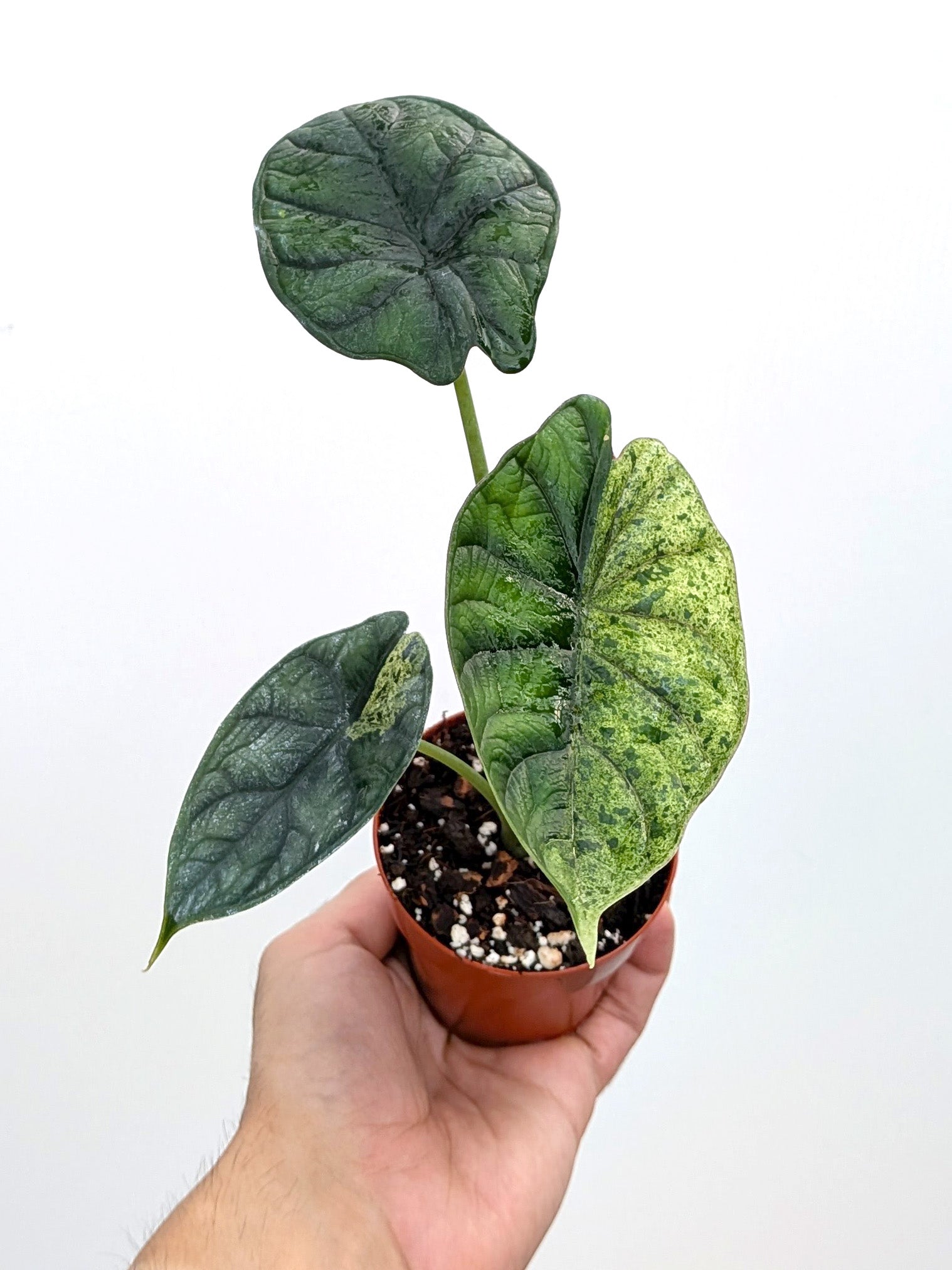 Alocasia baginda 'Dragon Scale Mint' - Variant Plant Company