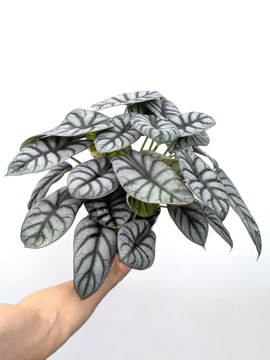Alocasia baginda 'Silver Dragon' - Variant Plant Company