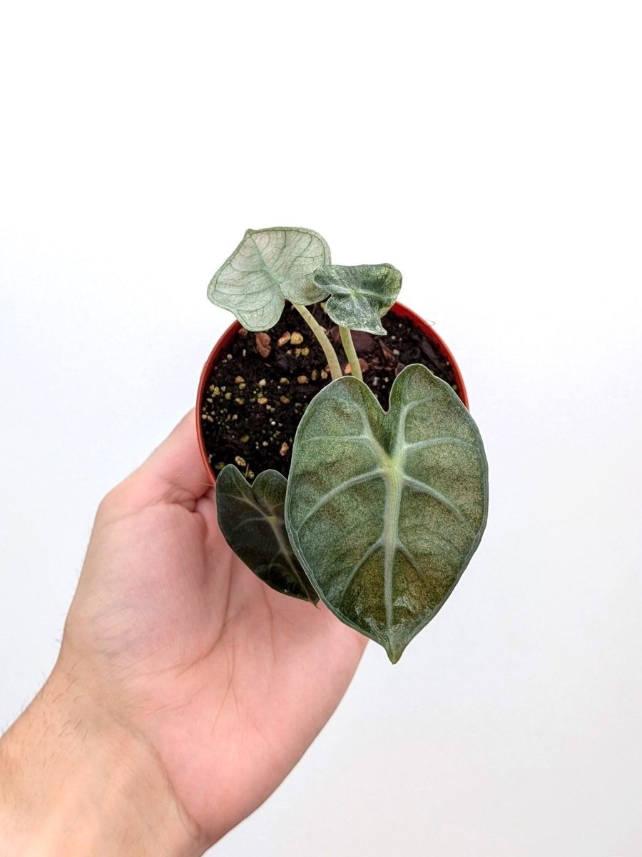 Alocasia 'Balloon Heart Pink' - Variant Plant Company