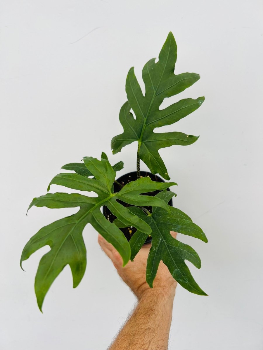 Alocasia brancifolia - Variant Plant Company