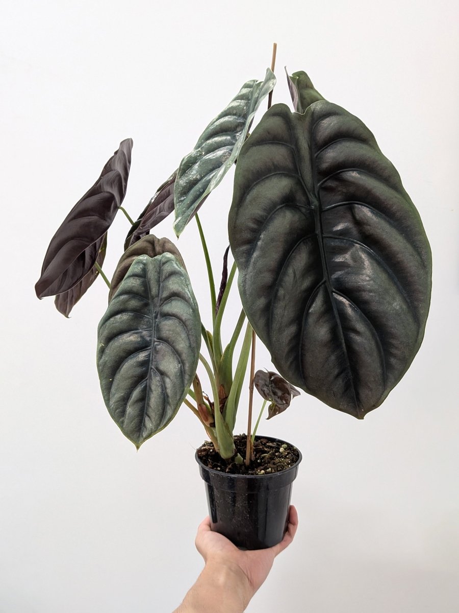 Alocasia cuprea 'Red Secret' - Variant Plant Company
