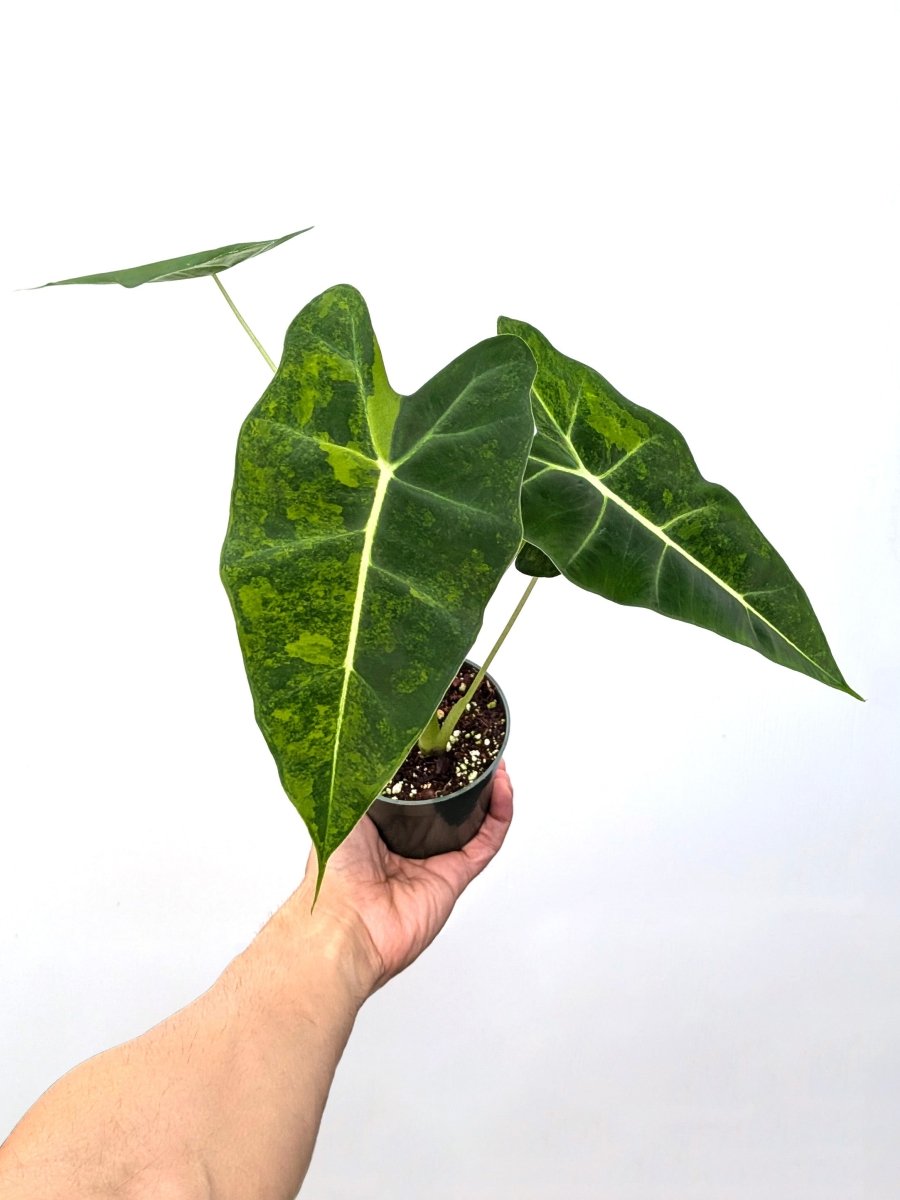 Alocasia 'Frydek Aurea' - Variant Plant Company