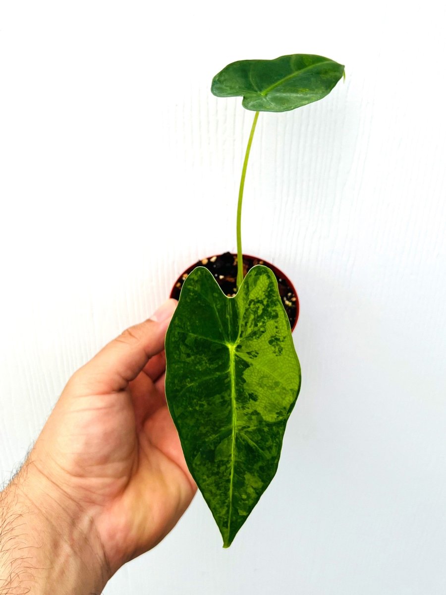 Alocasia 'Frydek Aurea' - Variant Plant Company
