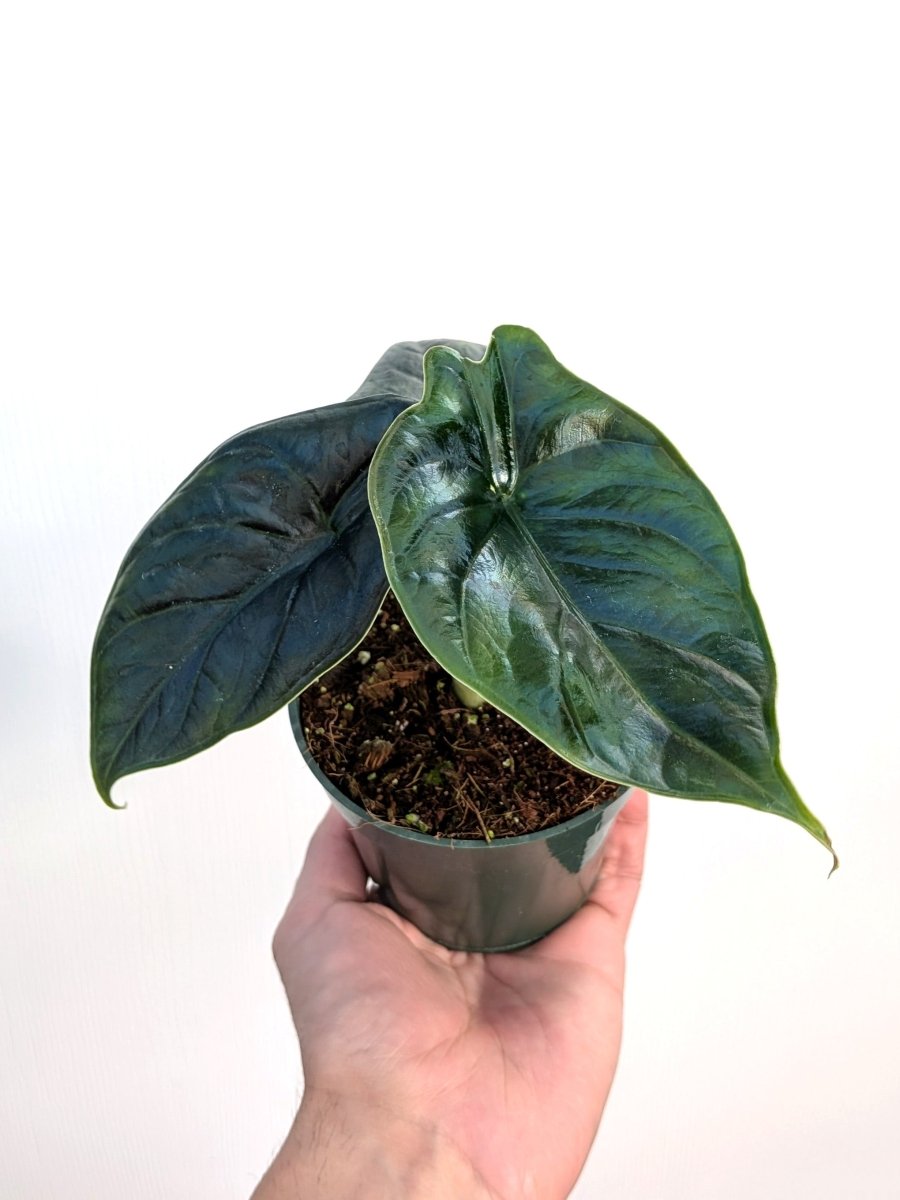 Alocasia, Caladium & Xanthosoma