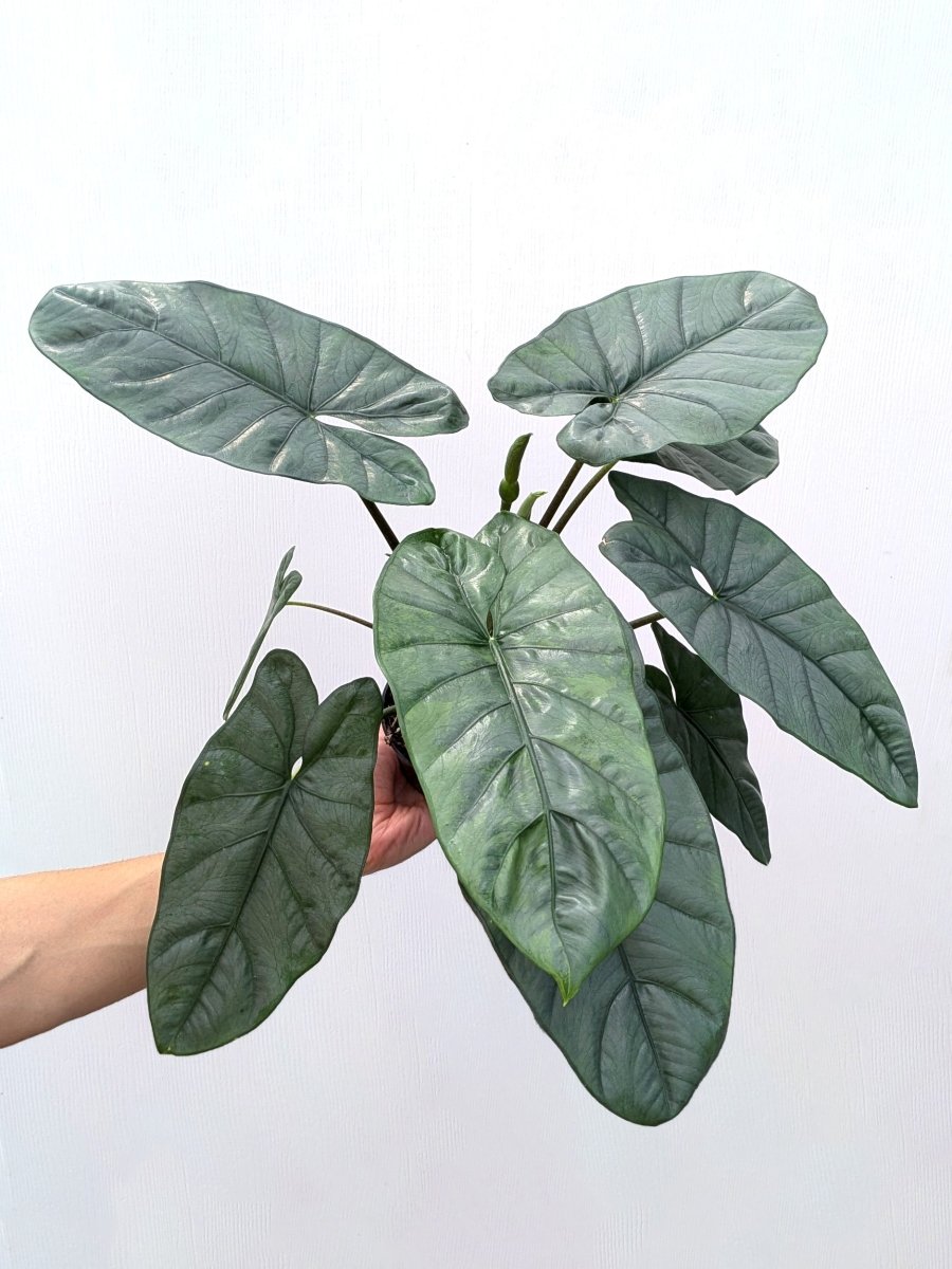Alocasia heterophylla ‘Corazon Aurea’ variegated - Variant Plant Company