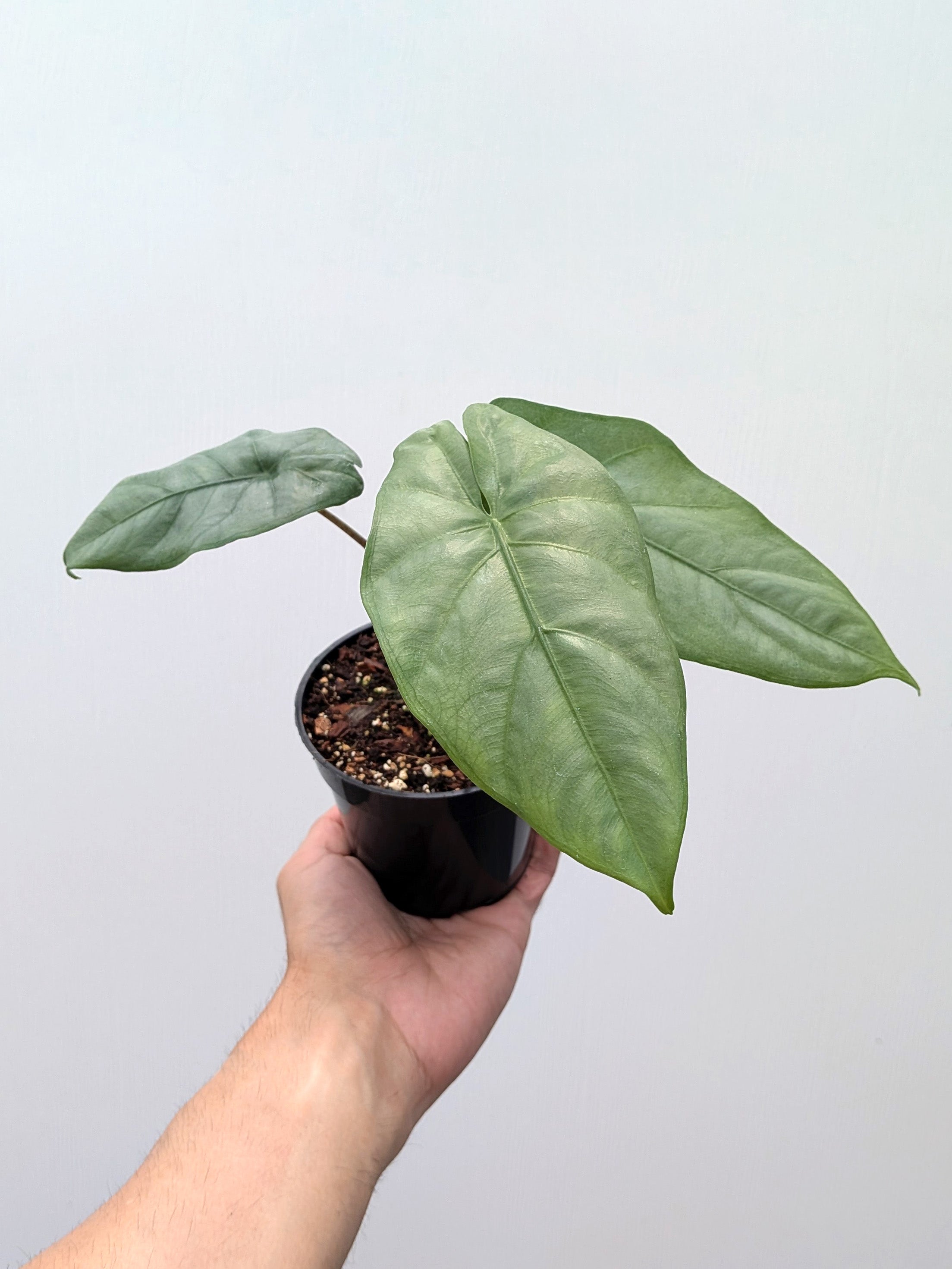 Alocasia heterophylla 'Corazon' - Variant Plant Company