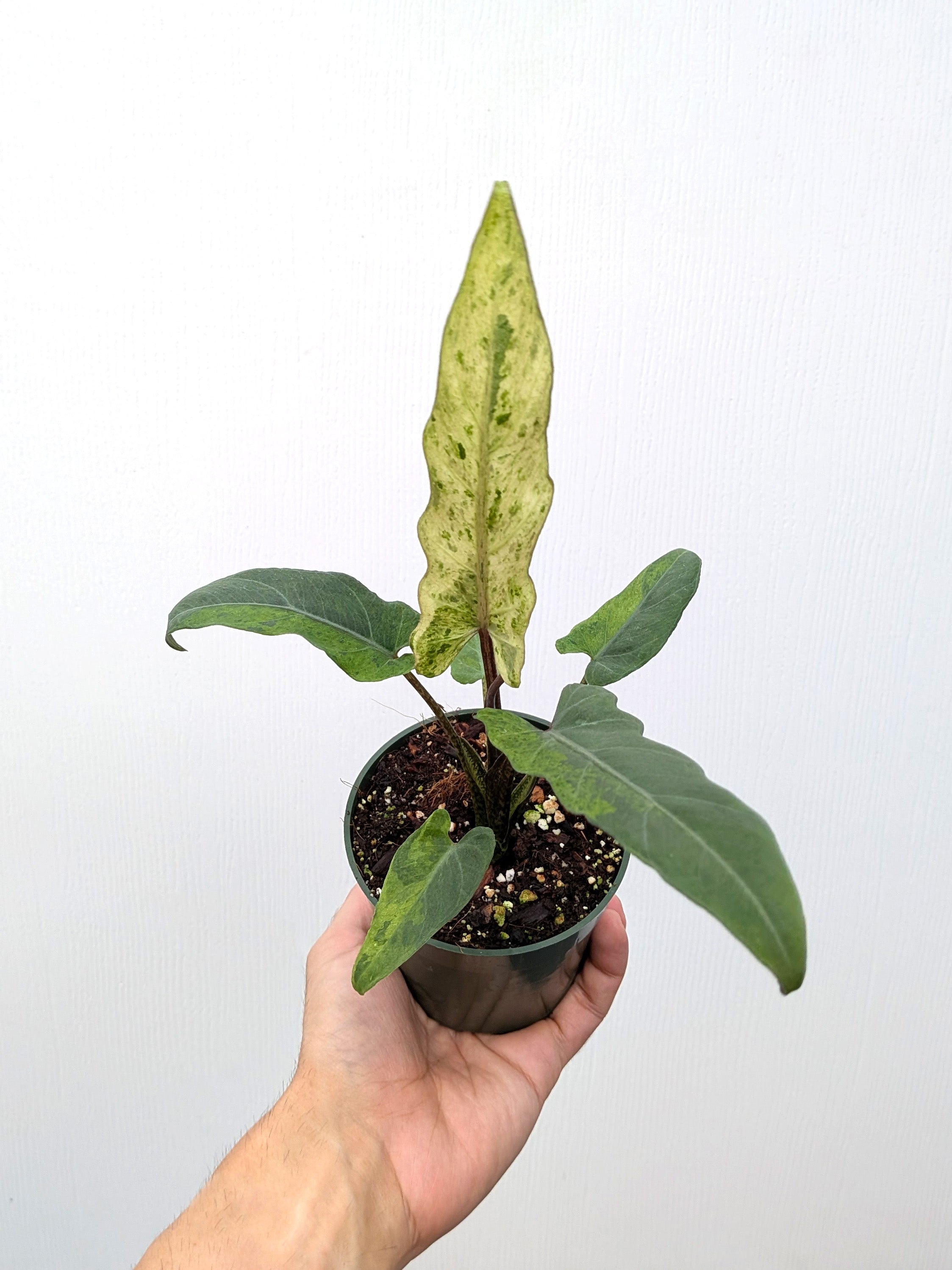 Alocasia lauterbachiana 'Aurea' variegated - Variant Plant Company