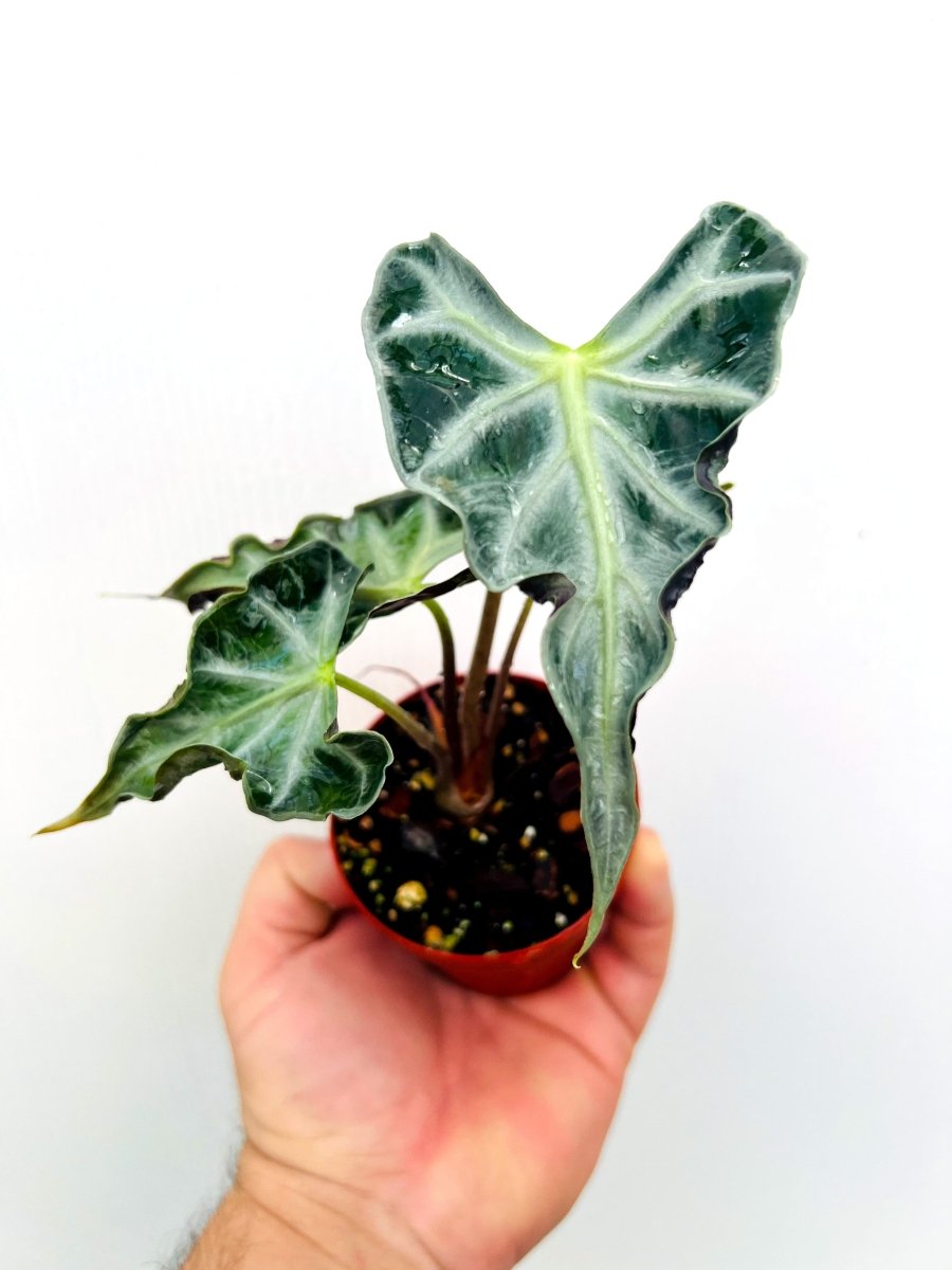 Alocasia 'Loco' - Variant Plant Company
