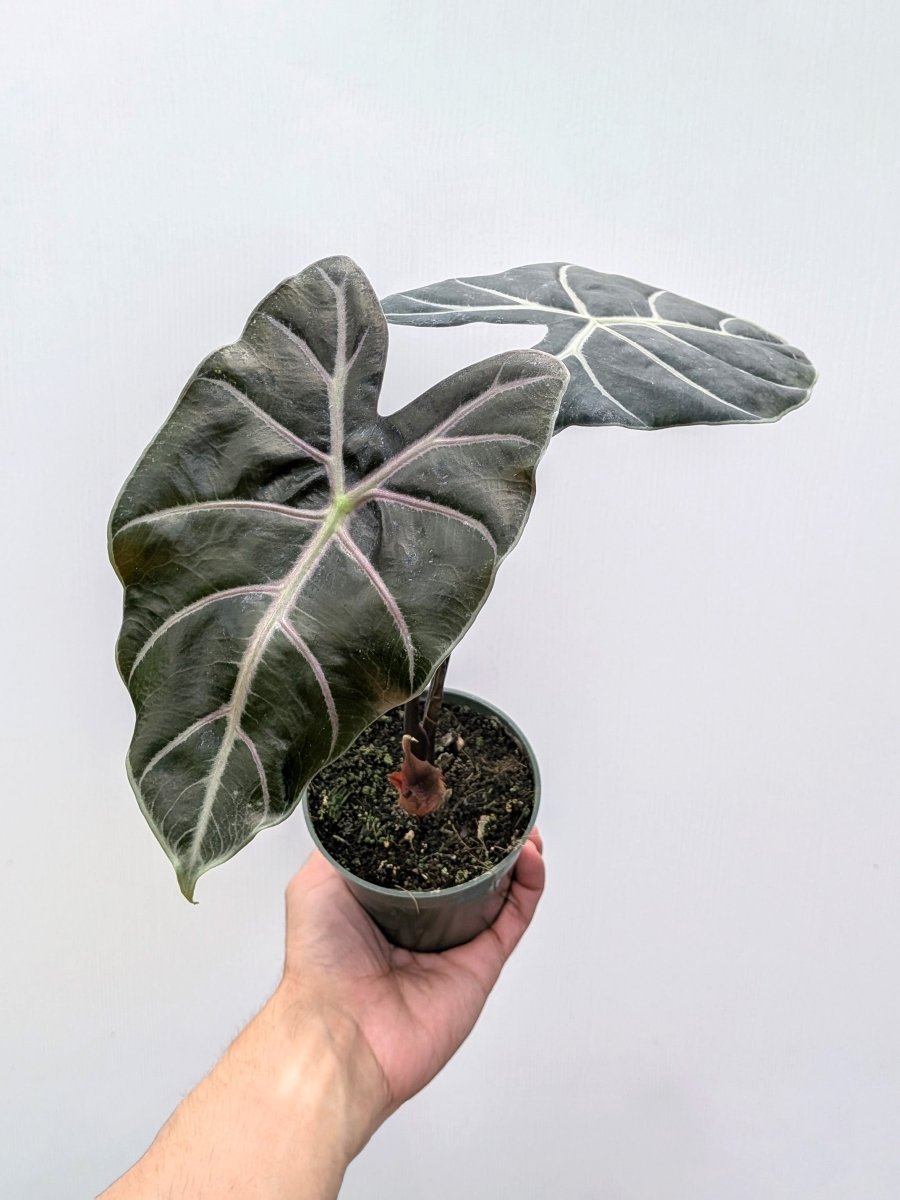 Alocasia longiloba 'Suhirmaniana Purple Vein' - Variant Plant Company