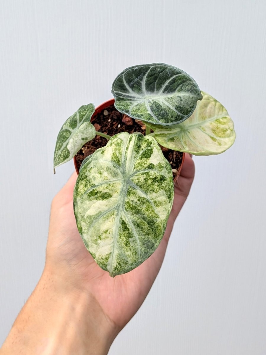 Alocasia 'Ninja Splash Tricolor' - Variant Plant Company