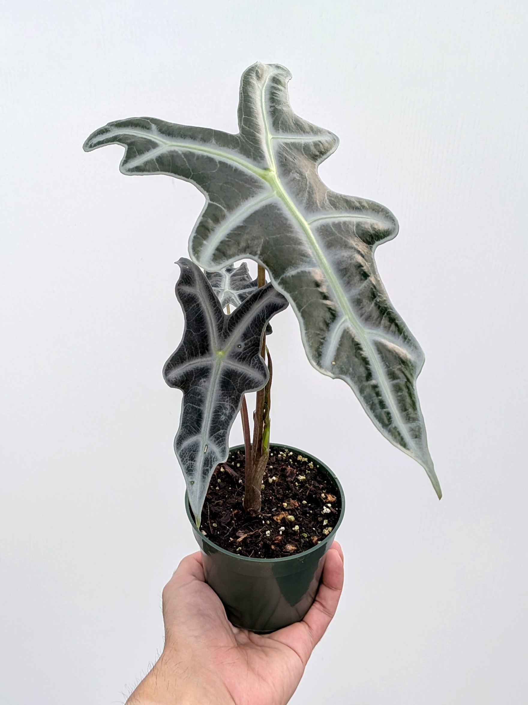 Alocasia 'Nobilis' - Variant Plant Company