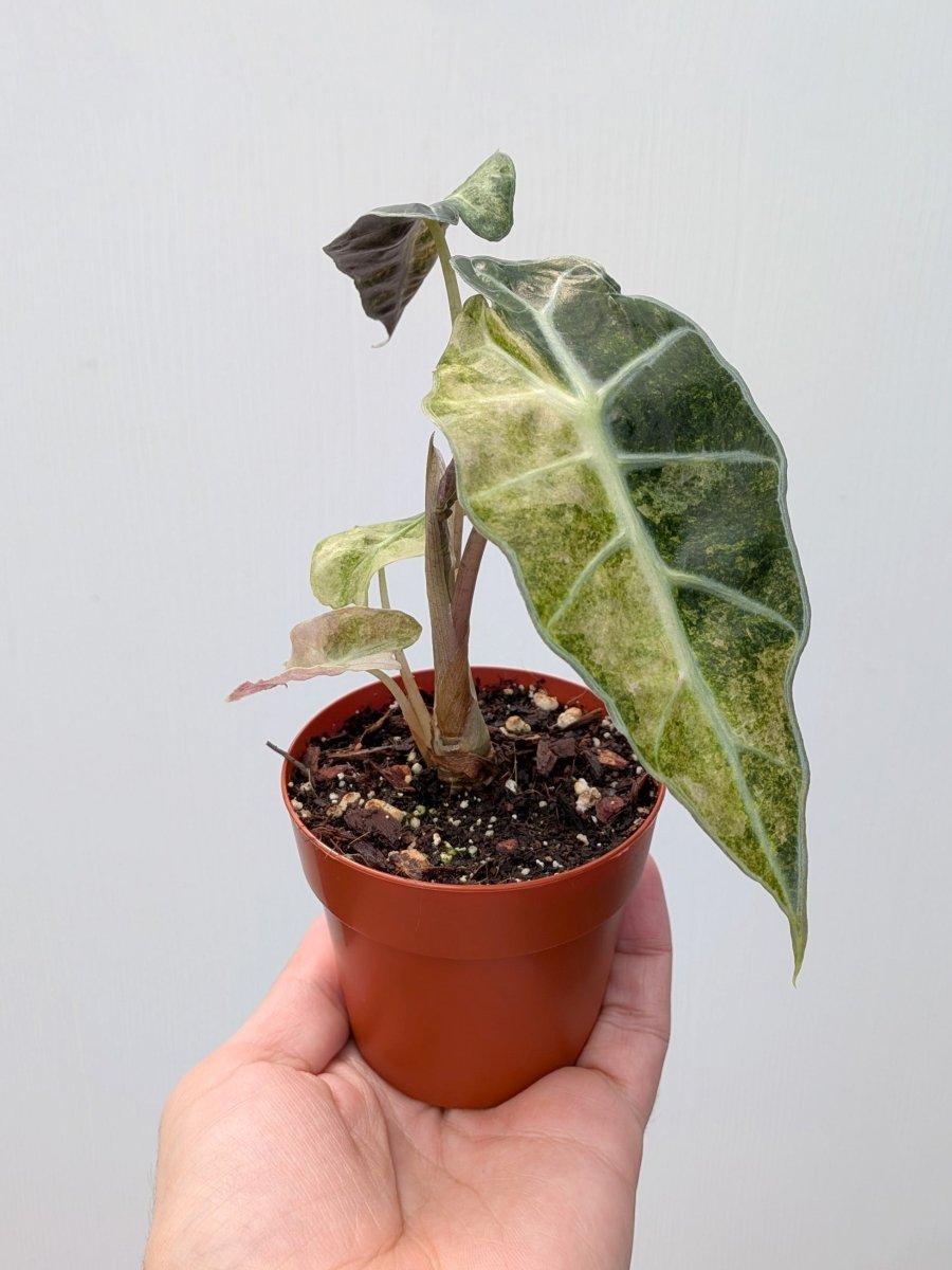 Alocasia 'Polly Aurea' - Variant Plant Company