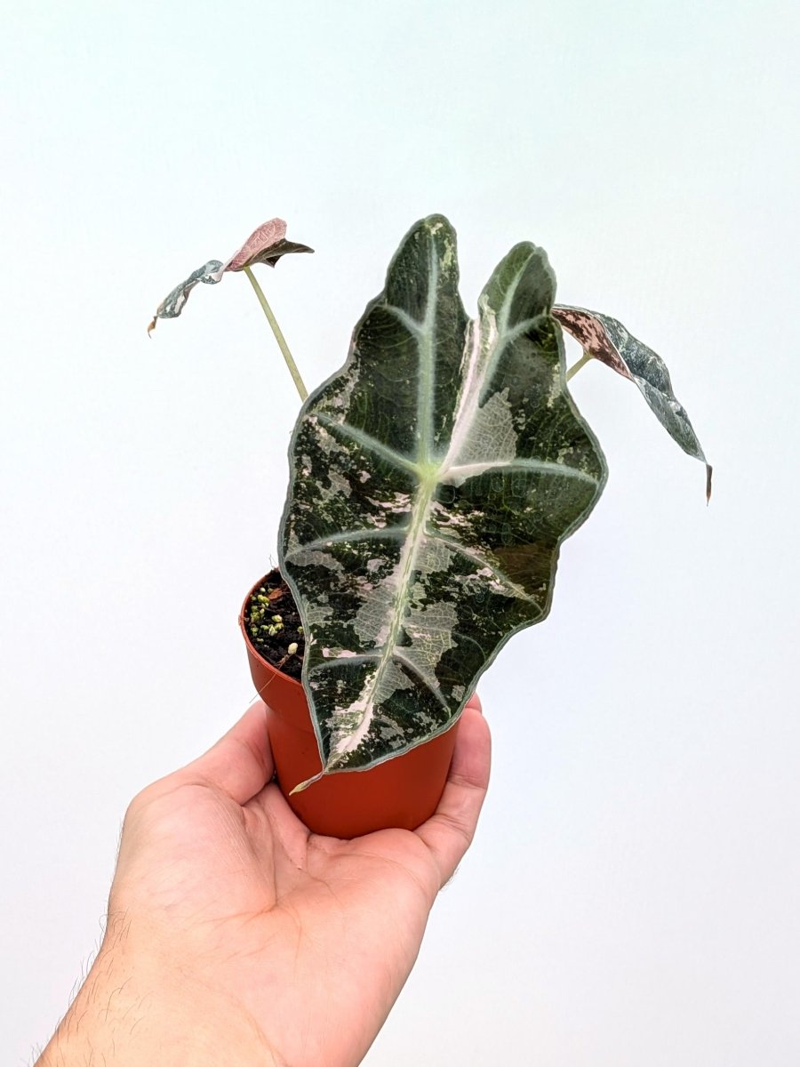 Alocasia 'Polly Pink Snowflake' - Variant Plant Company