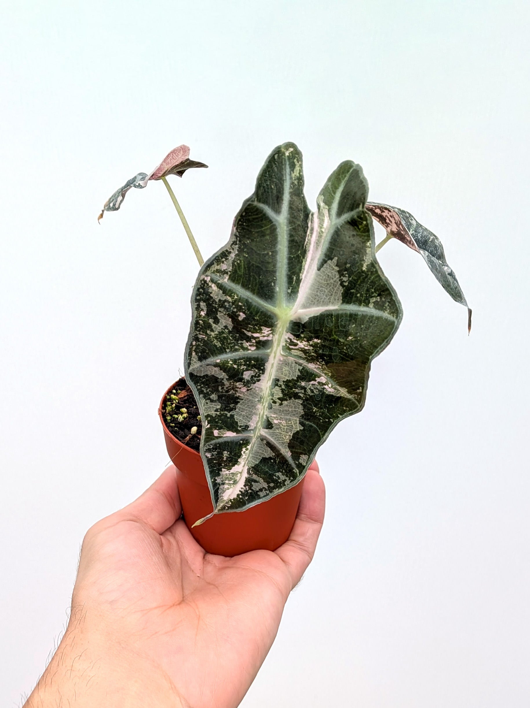 Alocasia 'Polly Pink Snowflake' - Variant Plant Company