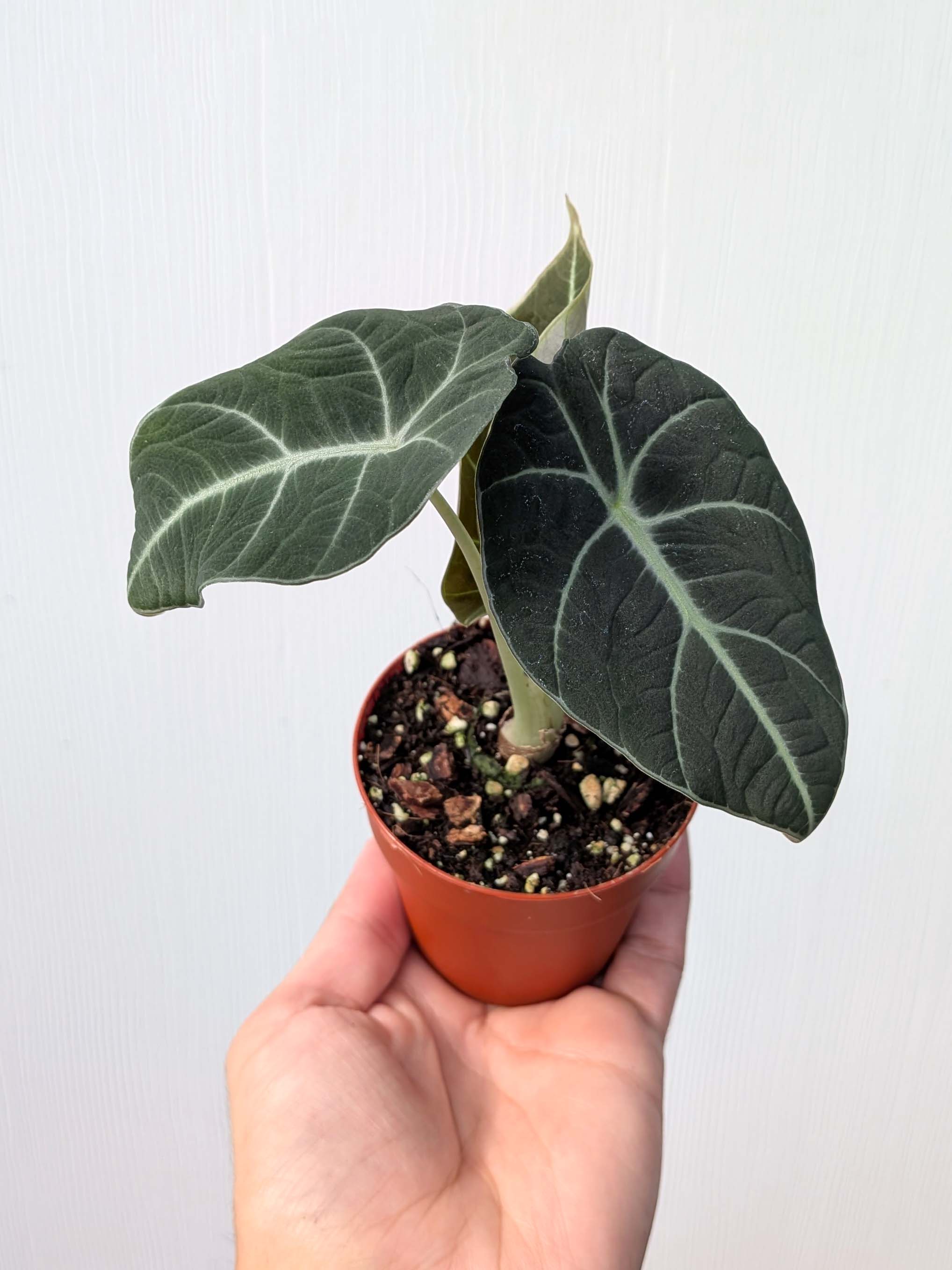 Alocasia reginula 'Black Velvet' - Variant Plant Company