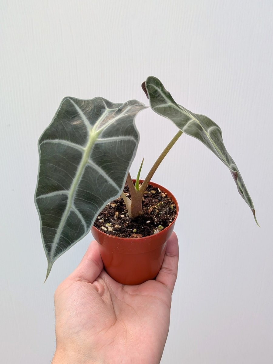 Alocasia sanderiana 'Bull Green' - Variant Plant Company