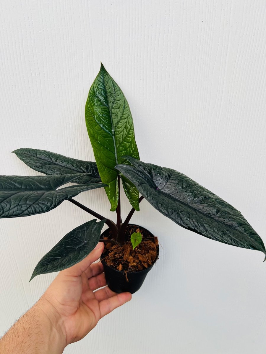 Alocasia scalprum - Variant Plant Company