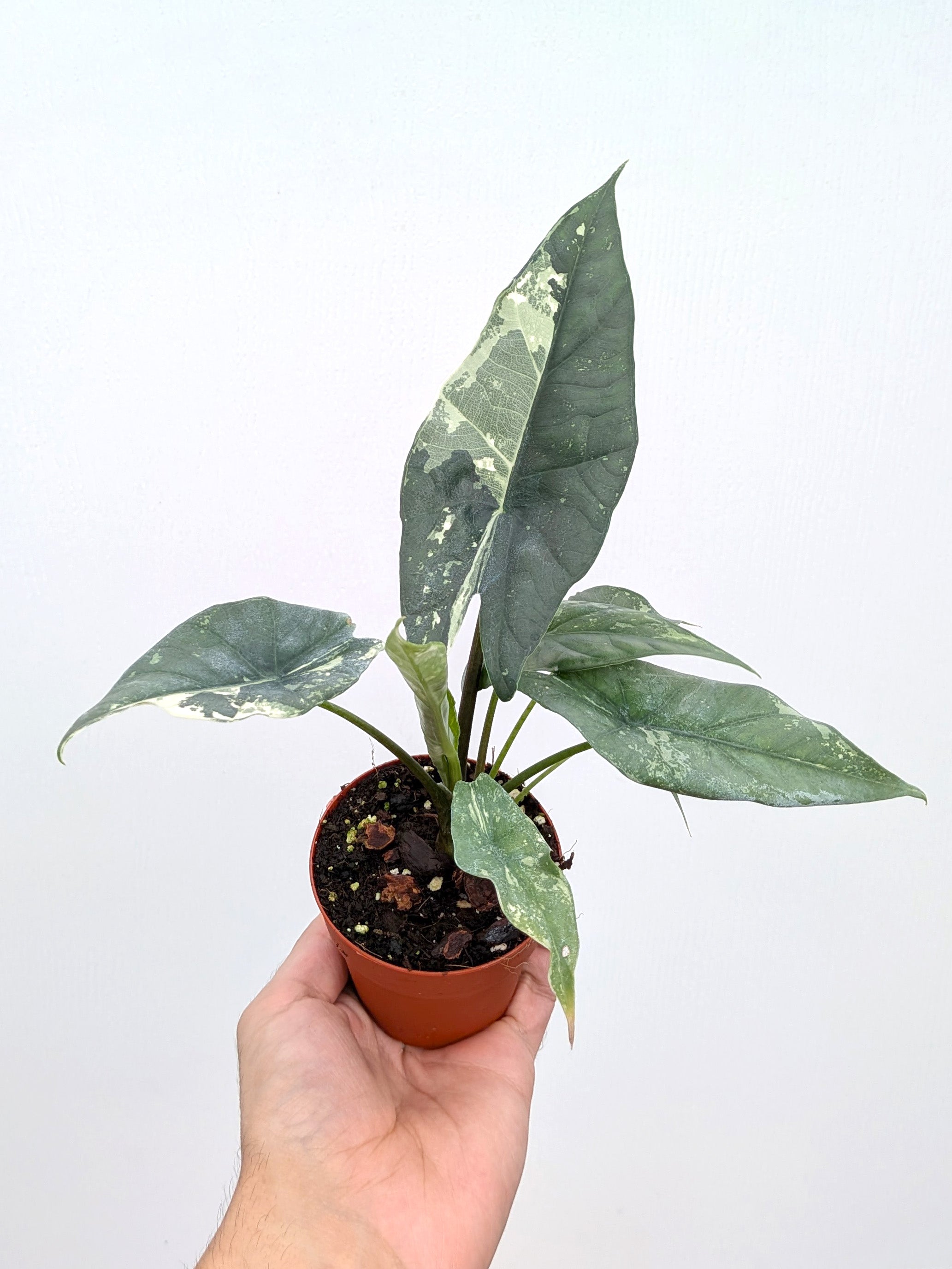 Alocasia 'Simpo Albo' variegated - Variant Plant Company