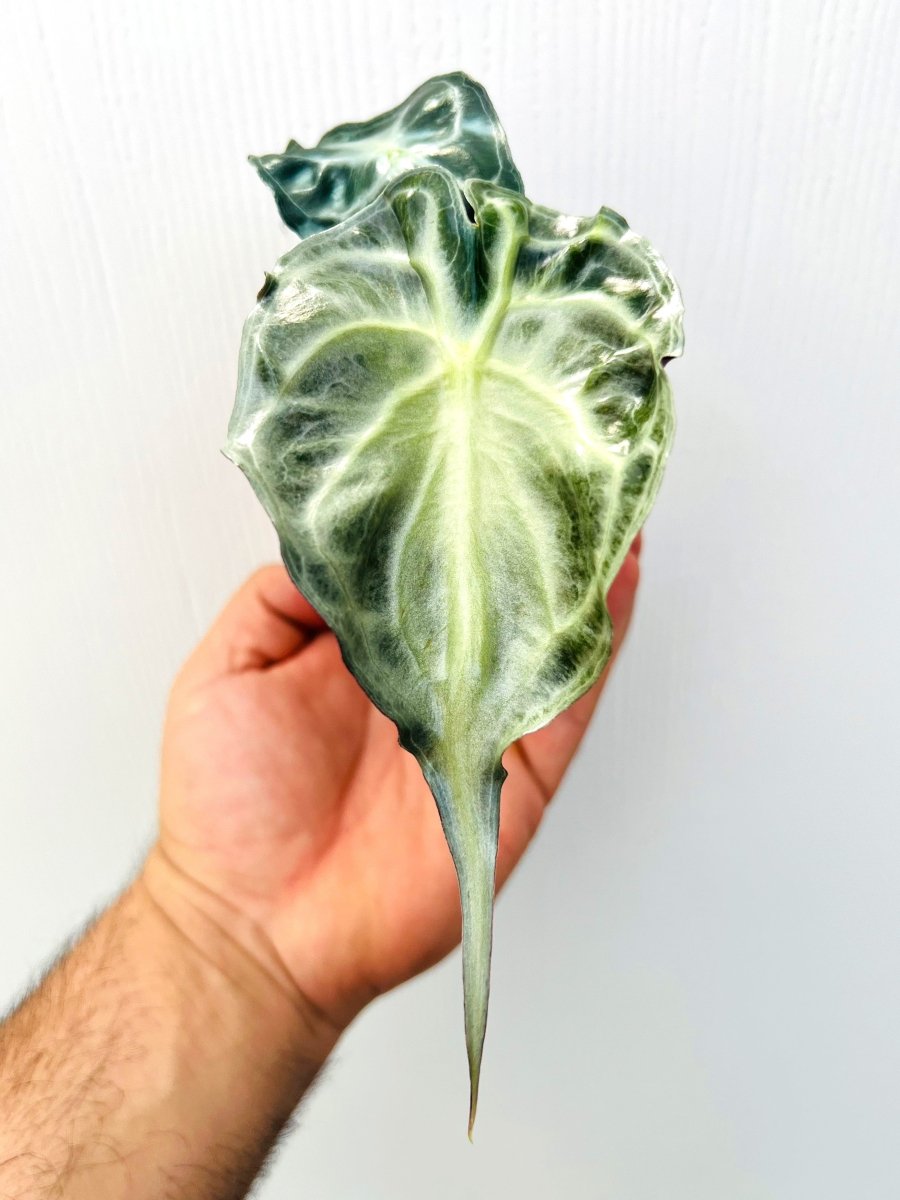 Alocasia 'Venom' - Variant Plant Company