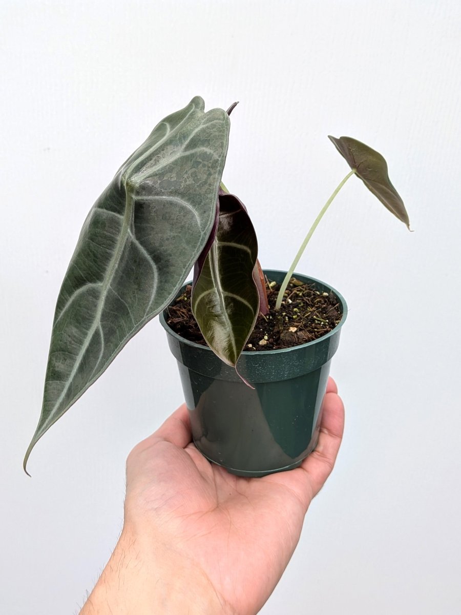 Alocasia watsoniana 'Doff' - Variant Plant Company