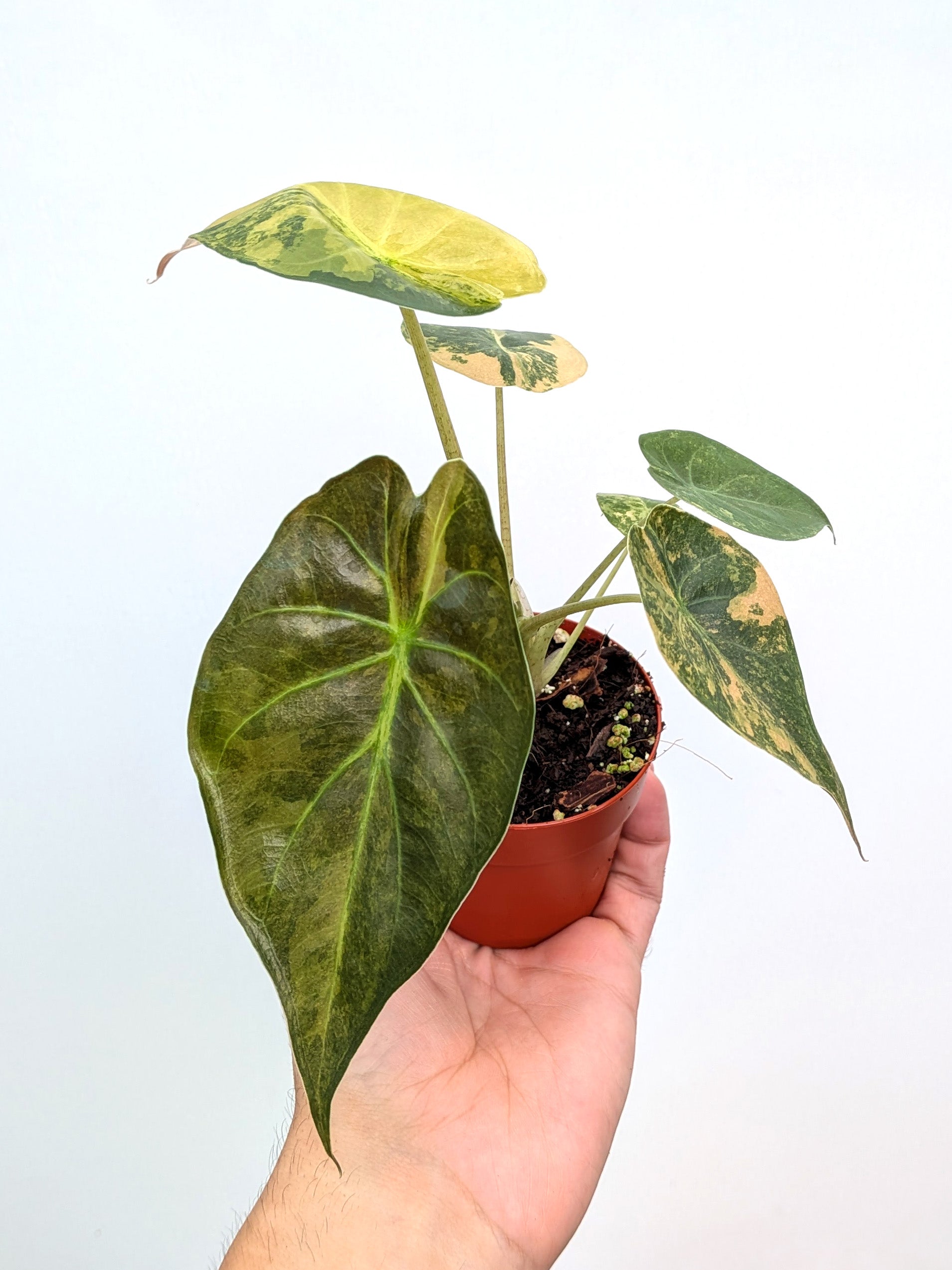 Alocasia wentii 'Aurea' - Variant Plant Company