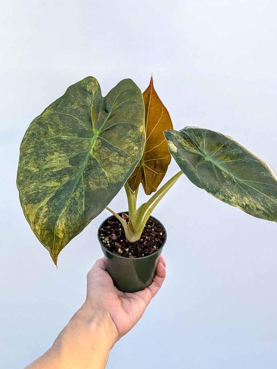 Alocasia wentii 'Aurea' variegated - Variant Plant Company