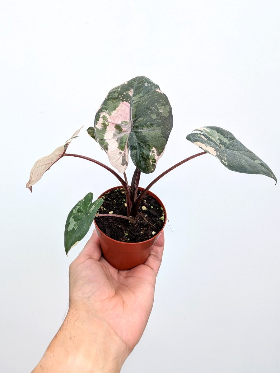 Alocasia 'Yucatan Princess' variegated - Variant Plant Company