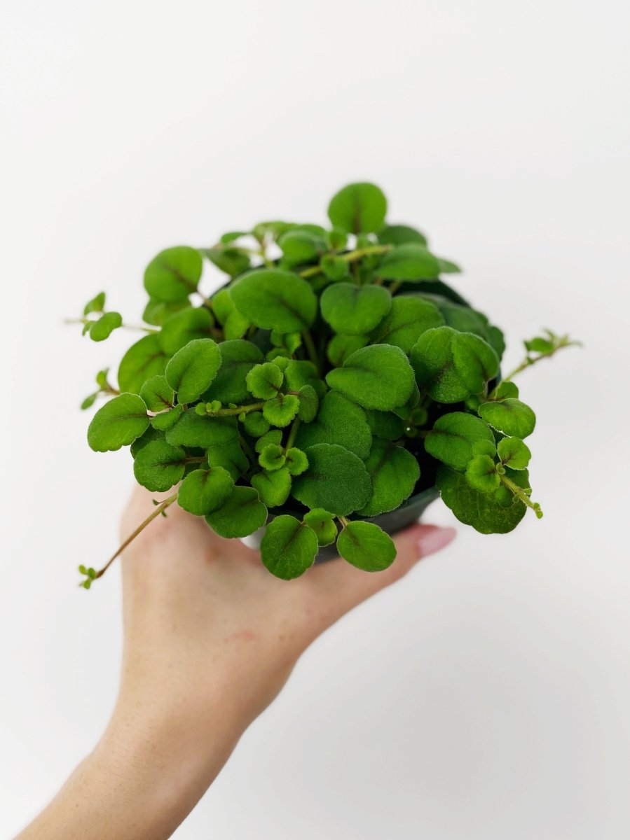 Alsobia dianthiflora - Variant Plant Company