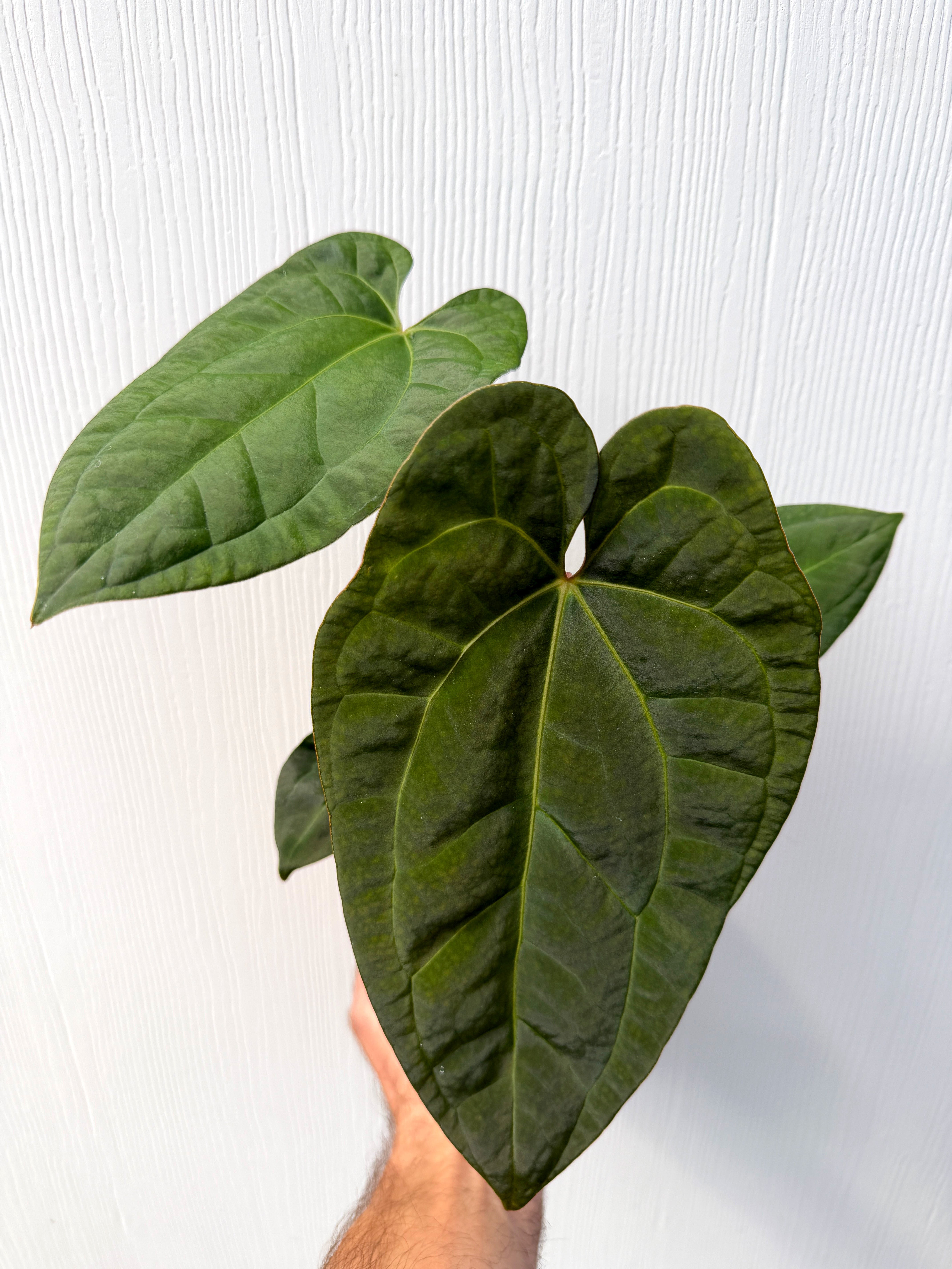 Anthurium 'Ace of Spades' x papillilaminum - Variant Plant Company