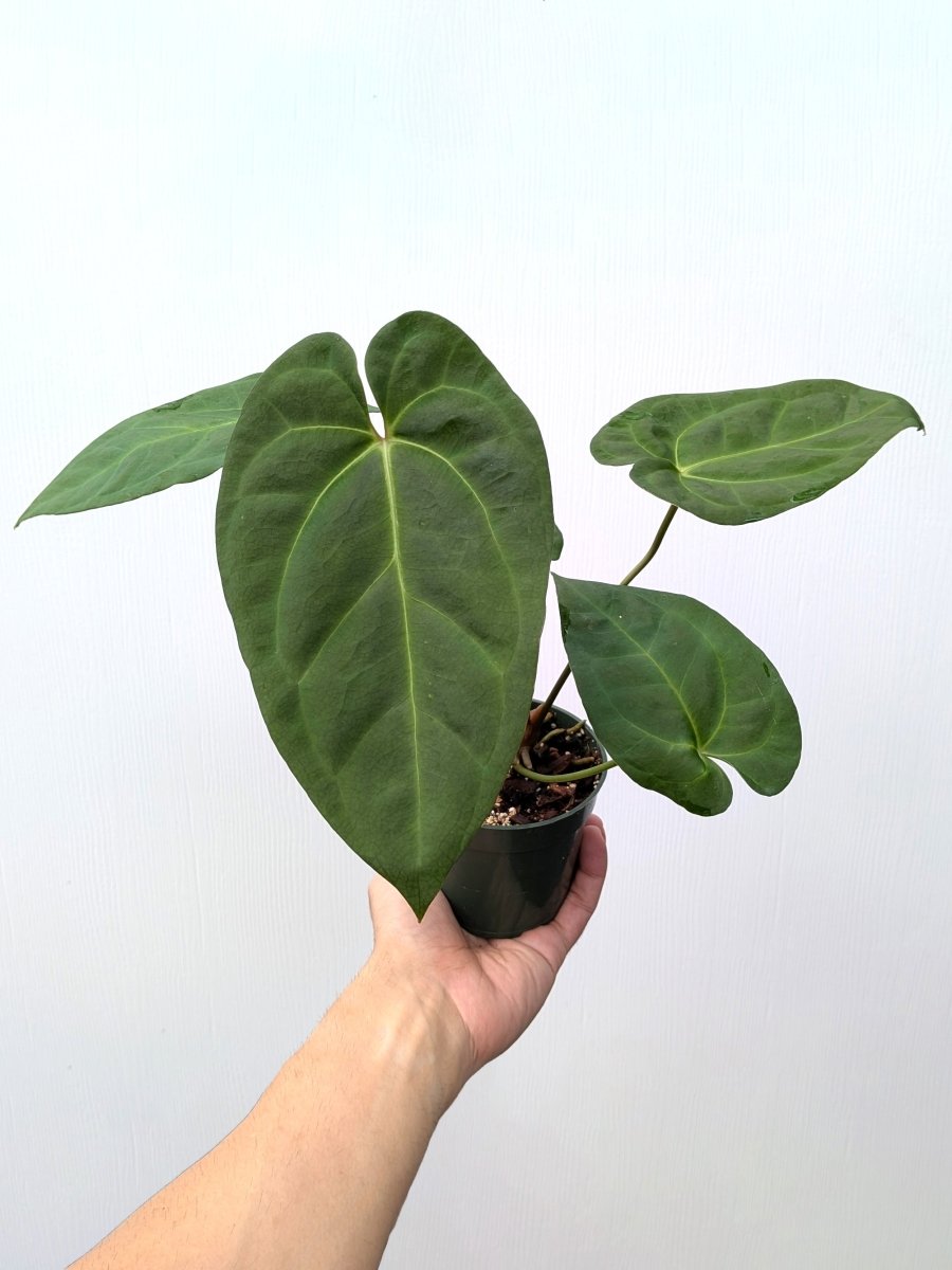 Anthurium (AOS x papillilaminum) x papillilaminum - Variant Plant Company