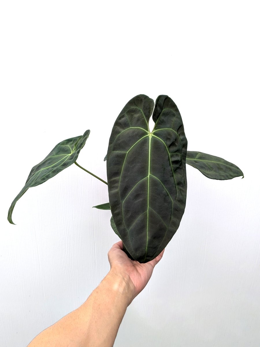 Anthurium besseae x (AOS x forgetii) - Variant Plant Company
