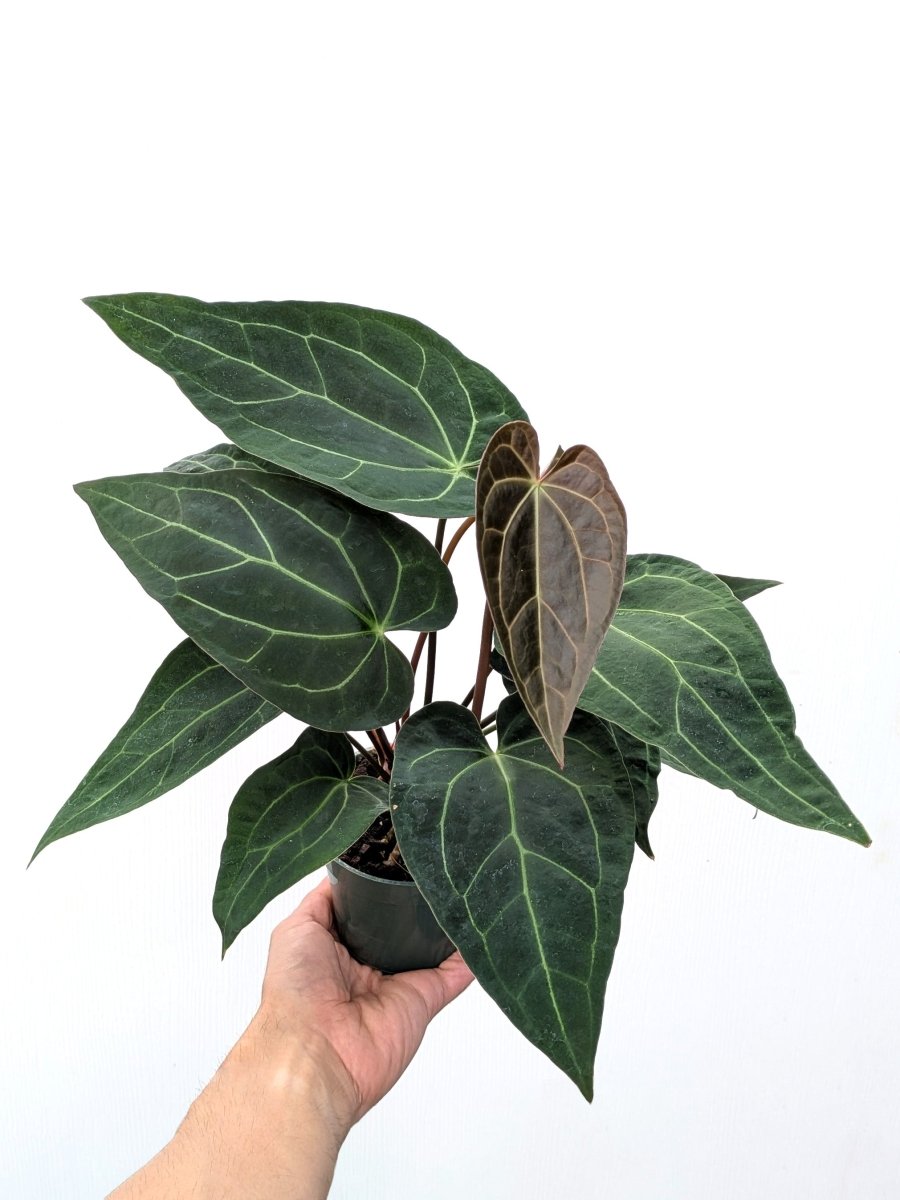 Anthurium (Block F2 magnificum x moronense) x AOS - Variant Plant Company