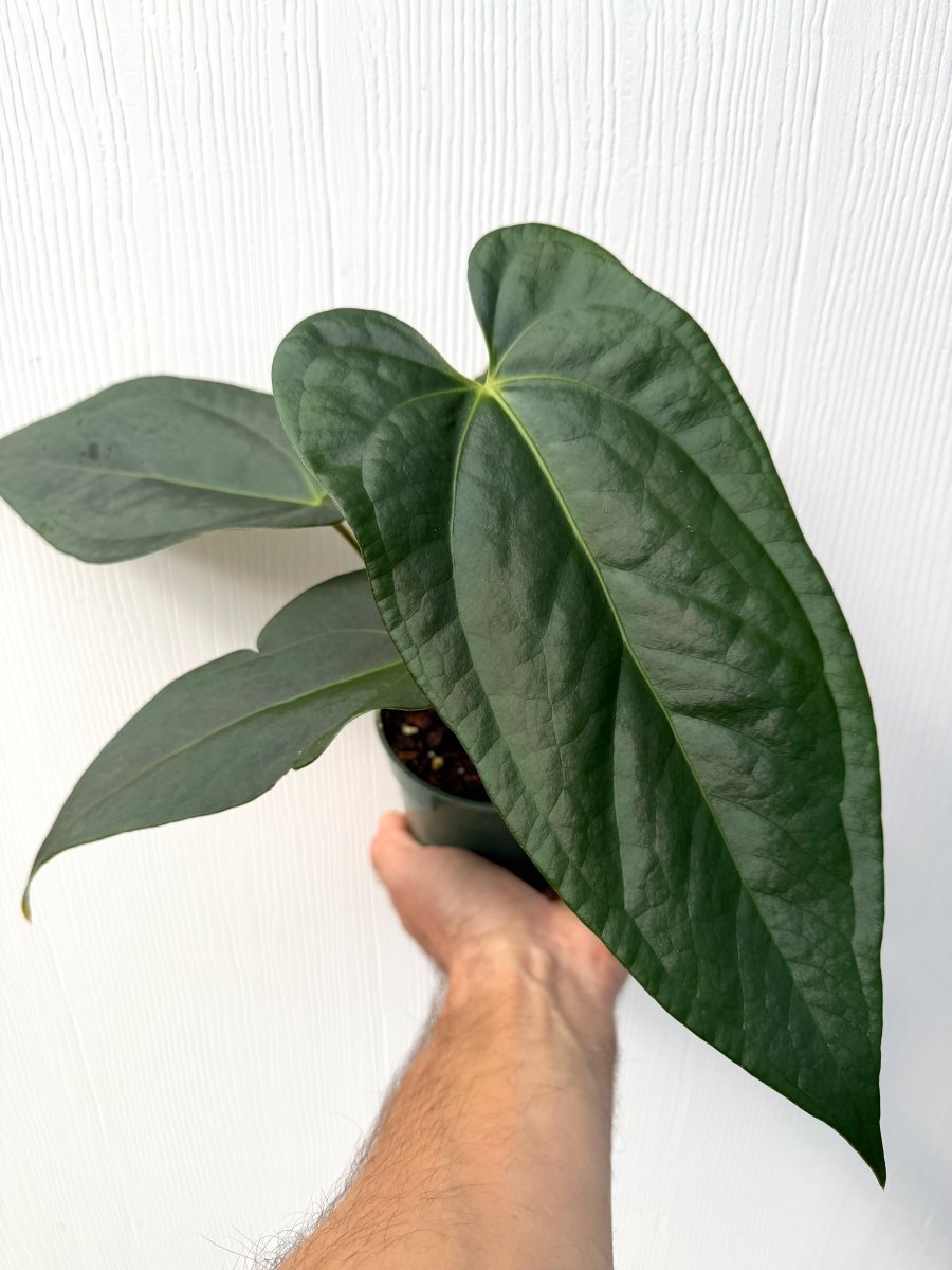 Anthurium (Block F2 magnificum x moronense) x nigrolaminum 'Gigi' - Variant Plant Company