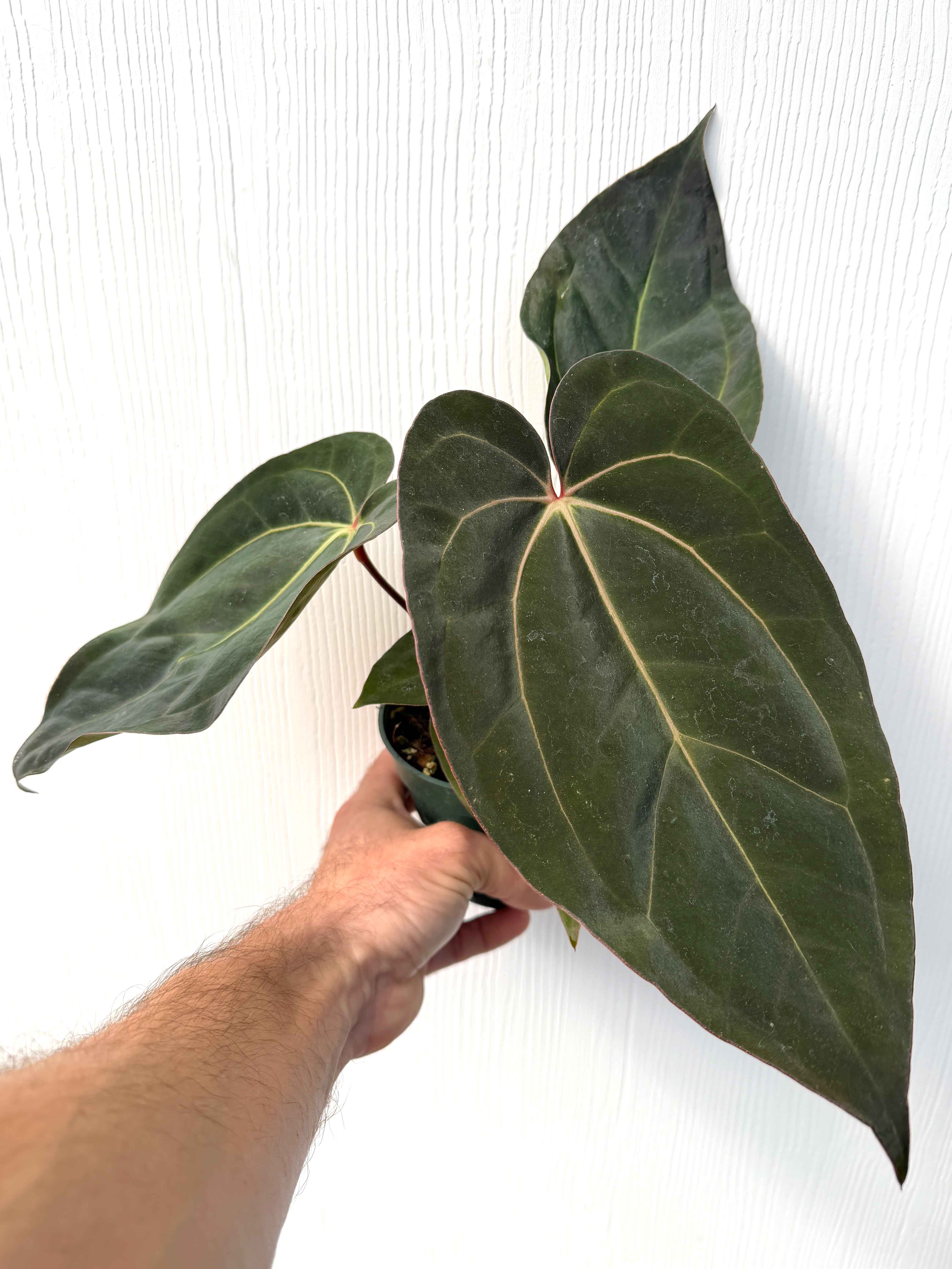 Anthurium carlablackiae x 'Ace of Spades' - Variant Plant Company