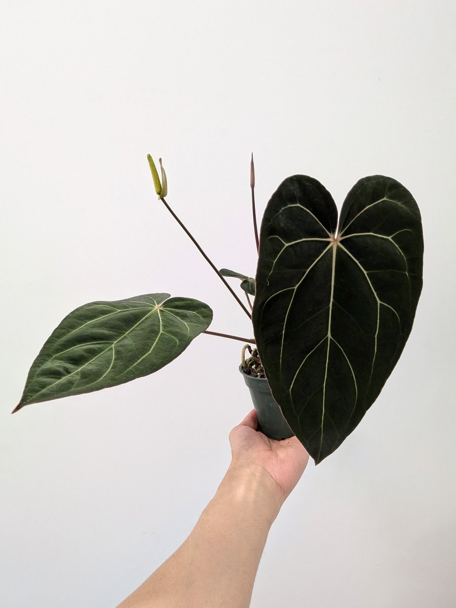 Anthurium carlablackiae x 'Ace of Spades' - Variant Plant Company
