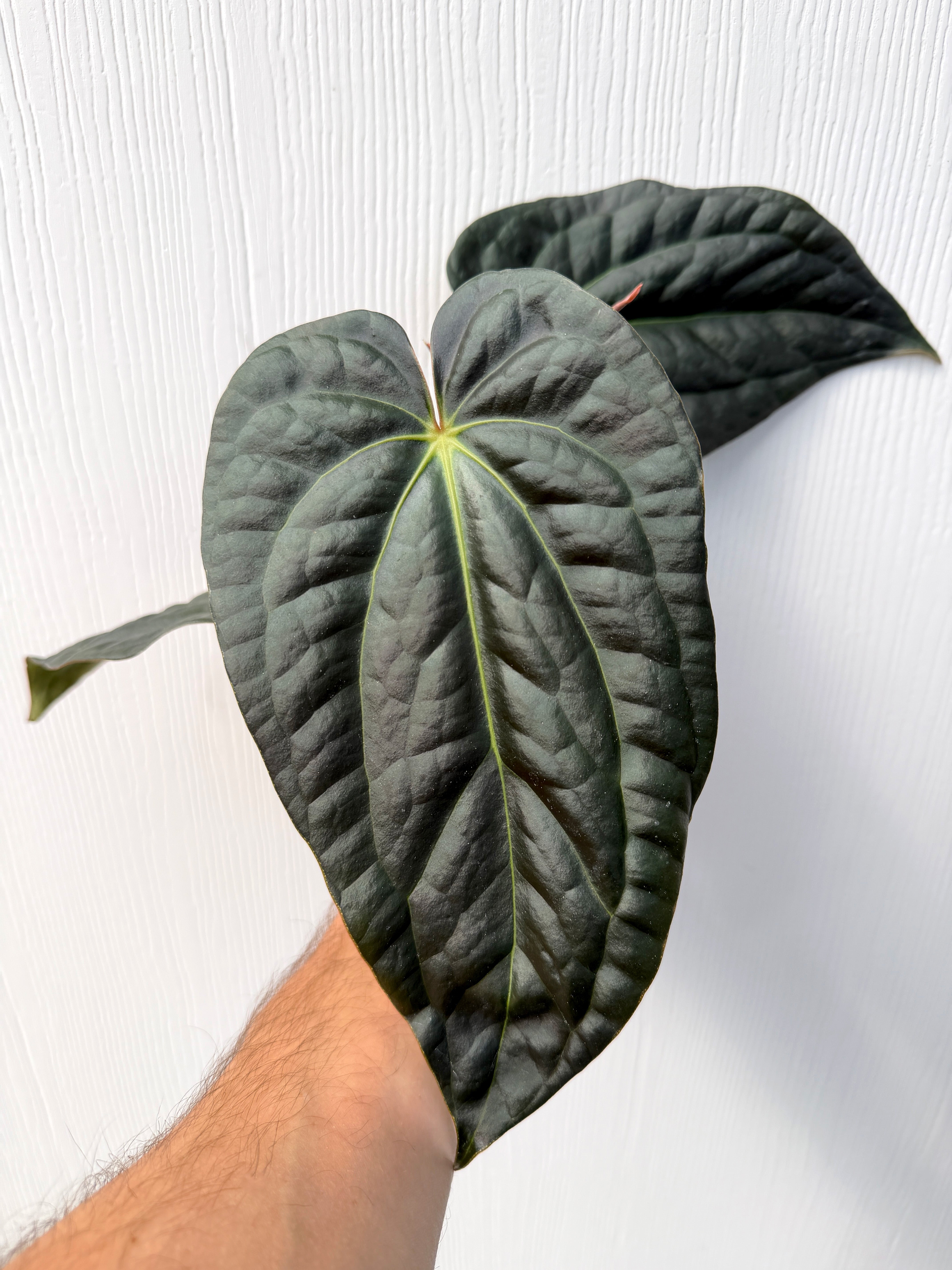 Anthurium carlablackiae x luxurians - Variant Plant Company