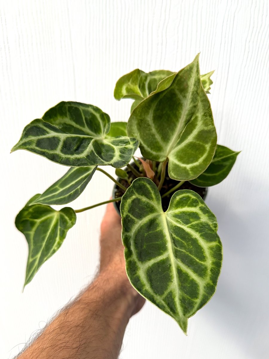 Anthurium clarinervium blister variegated - Variant Plant Company