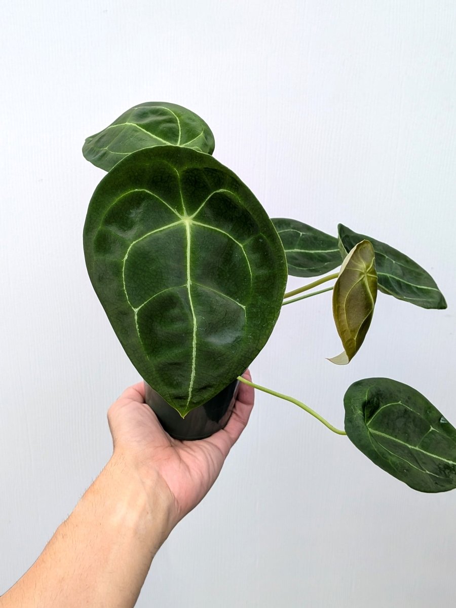 Anthurium forgetii - Variant Plant Company