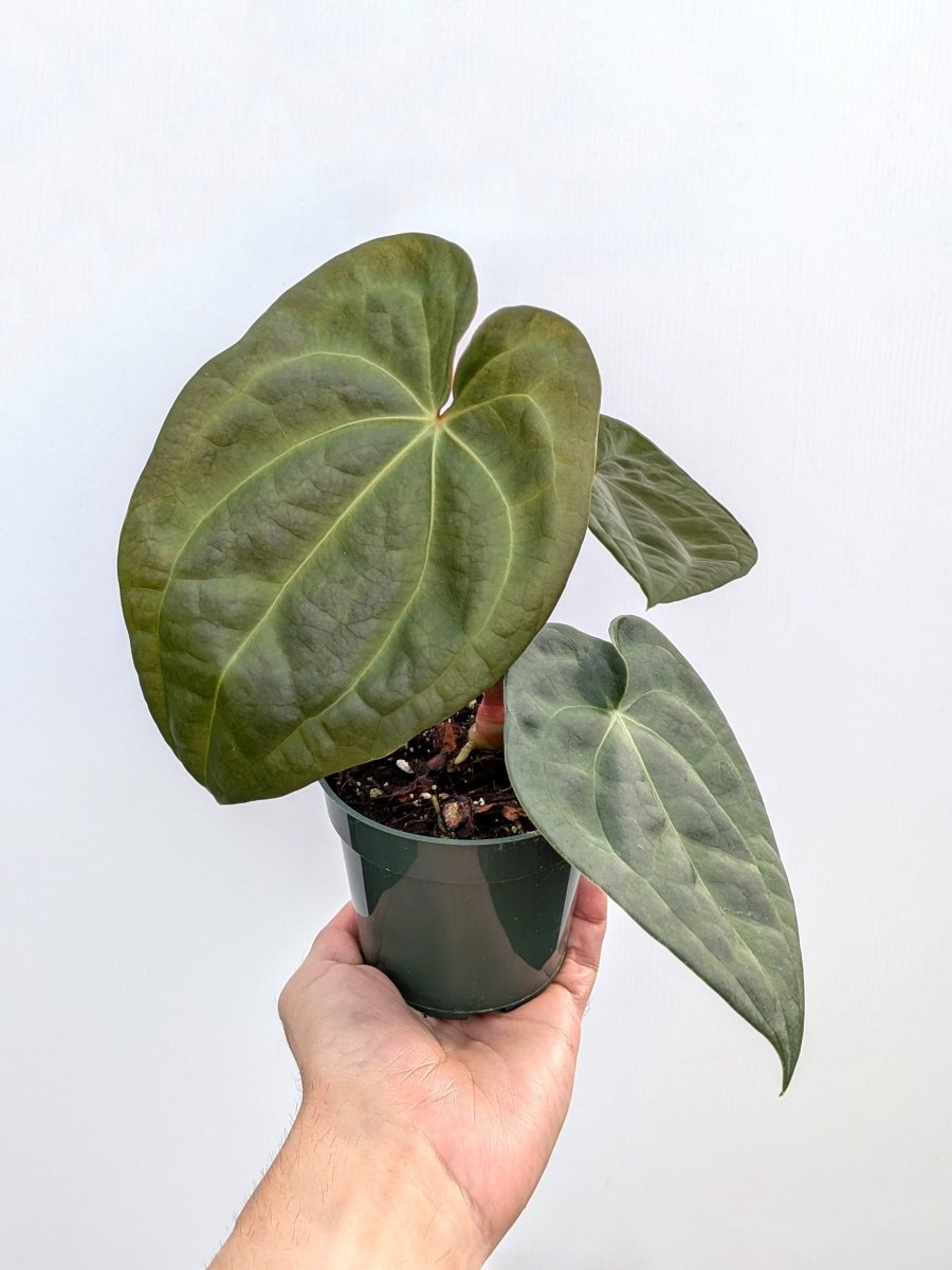 Anthurium forgetii x luxurians - Variant Plant Company
